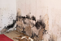 Yakima Valley Home Inspection Mold Testing