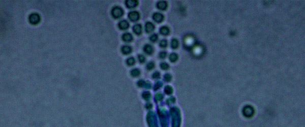Penicillium